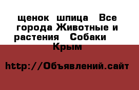 щенок  шпица - Все города Животные и растения » Собаки   . Крым